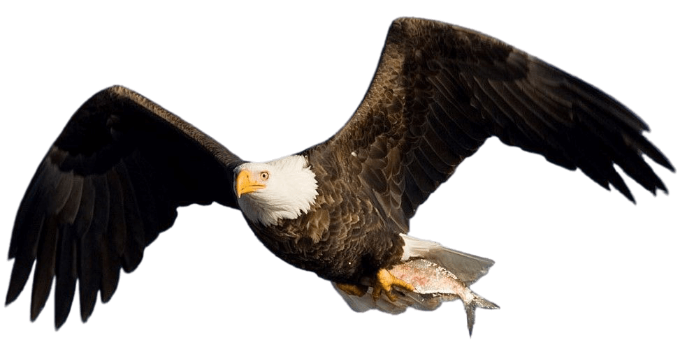 Eagle Pictures Png